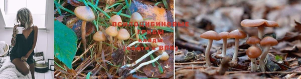 спайс Кодинск